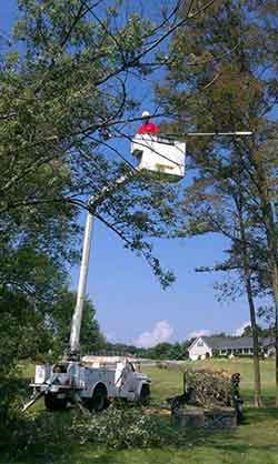 Tree pruning service