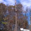 dead tree removal